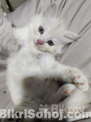 Pershian Cat fawn colour